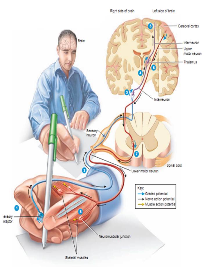 Sistema Nervioso, Endocrino y Reproductor